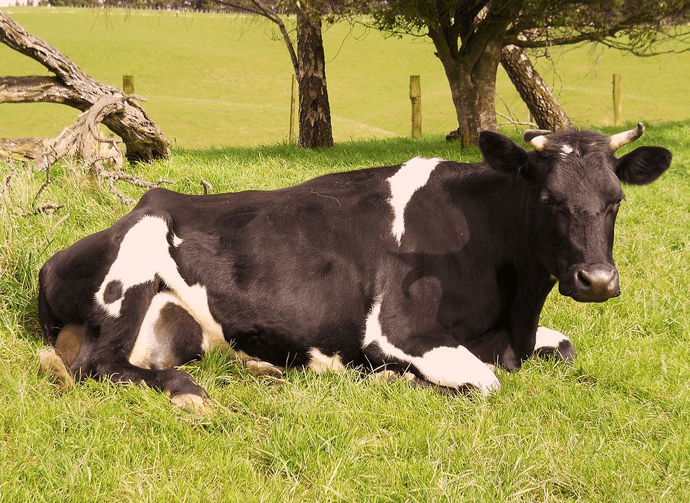 Контроль ректальной температуры у взрослой коровы